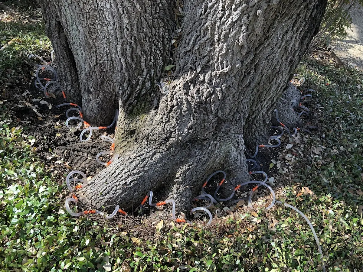 Detailed Tree Cabling and Bracing job site in Buckner
