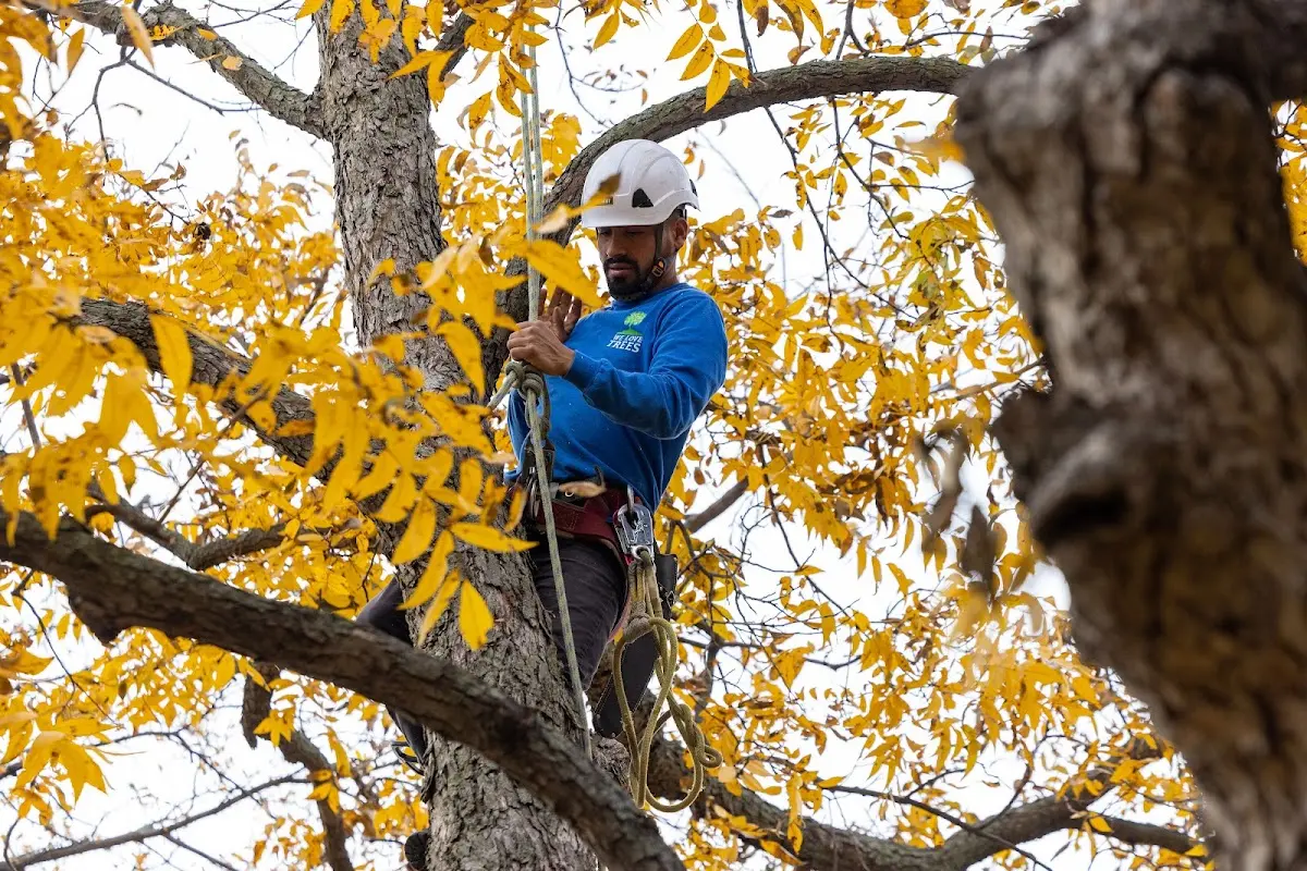 Skilled Tree Planting crew working in Buckner